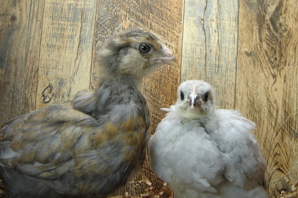 2 of 4 Pullet Chicks Week 4 - 1 Easter Egger & 1 Lavender Orpington